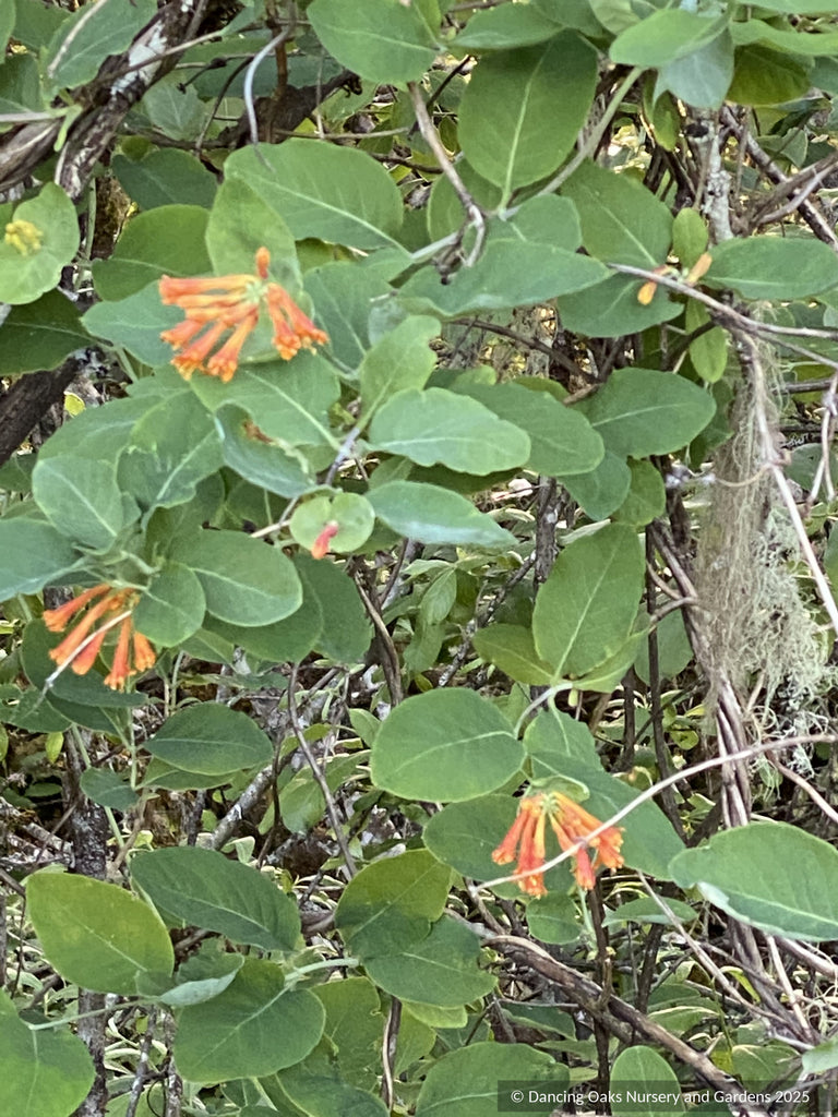 lonicera orange Lonicera ciliosa, Western Orange Honeysuckle
