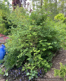 Lonicera x purpusii, Winter Honeysuckle