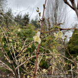 Lonicera x purpusii, Winter Honeysuckle