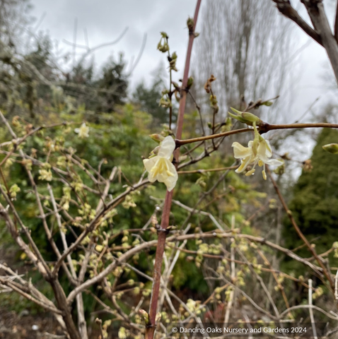 Lonicera x purpusii, Winter Honeysuckle