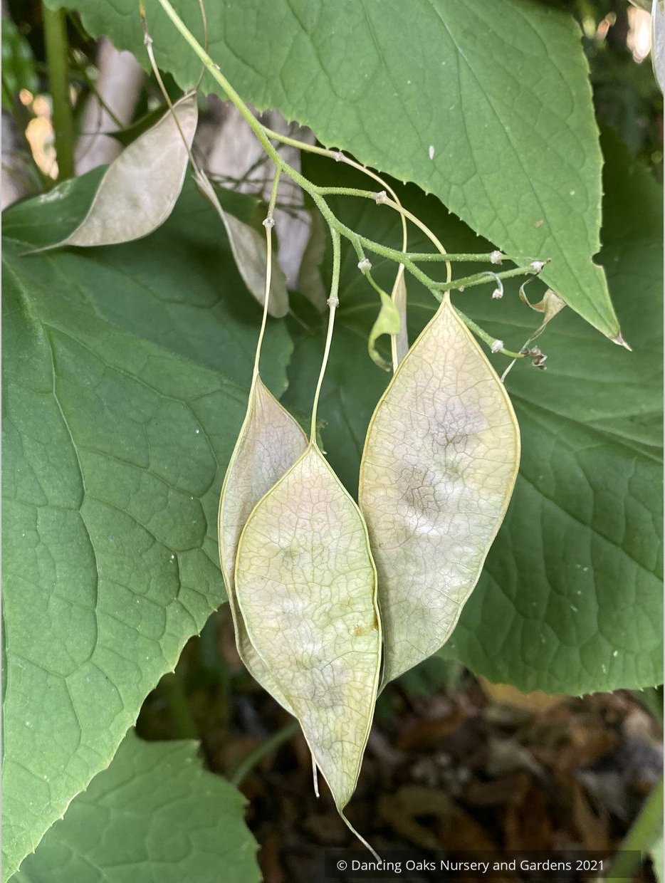 Lunaria rediviva, Perennial Honesty