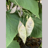 Lunaria rediviva, Perennial Honesty