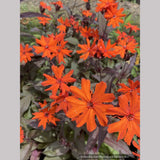 Perennials ~ Lychnis arkwrightii 'Orange Gnome' ~ Dancing Oaks Nursery and Gardens ~ Retail Nursery ~ Mail Order Nursery