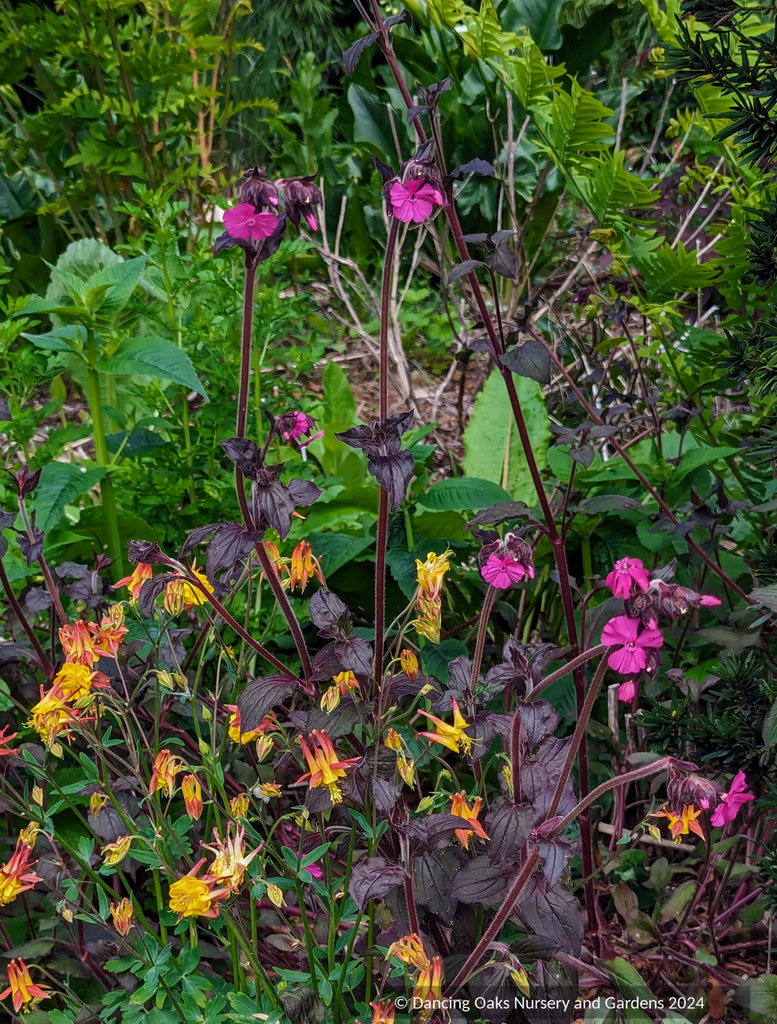 Lychnis Hybrid, Catchfly – Dancing Oaks Nursery and Gardens Lychnis Hybrid, Catchfly – Dancing Oaks Nursery and Gardens