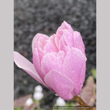Trees ~ Magnolia stellata 'Jane Platt' (syn. kobus var stellata 'Jane Platt') ~ Dancing Oaks Nursery and Gardens ~ Retail Nursery ~ Mail Order Nursery