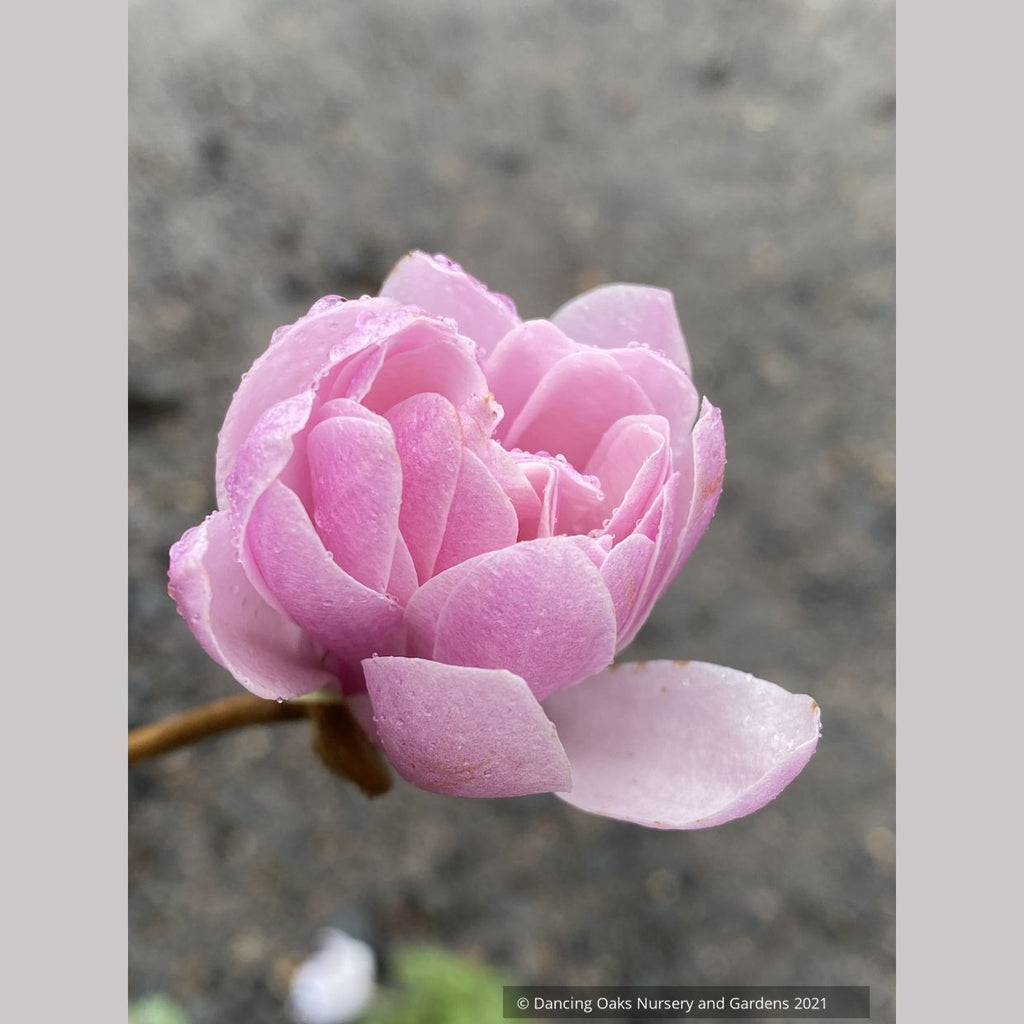 Magnolia stellata 'Jane Platt' (syn. Magnolia kobus var stellata 'Jane  Platt'), Pink Star Magnolia