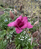 Trees ~ Magnolia 'Vulcan' ~ Dancing Oaks Nursery and Gardens ~ Retail Nursery ~ Mail Order Nursery
