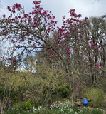 Trees ~ Magnolia 'Vulcan' ~ Dancing Oaks Nursery and Gardens ~ Retail Nursery ~ Mail Order Nursery