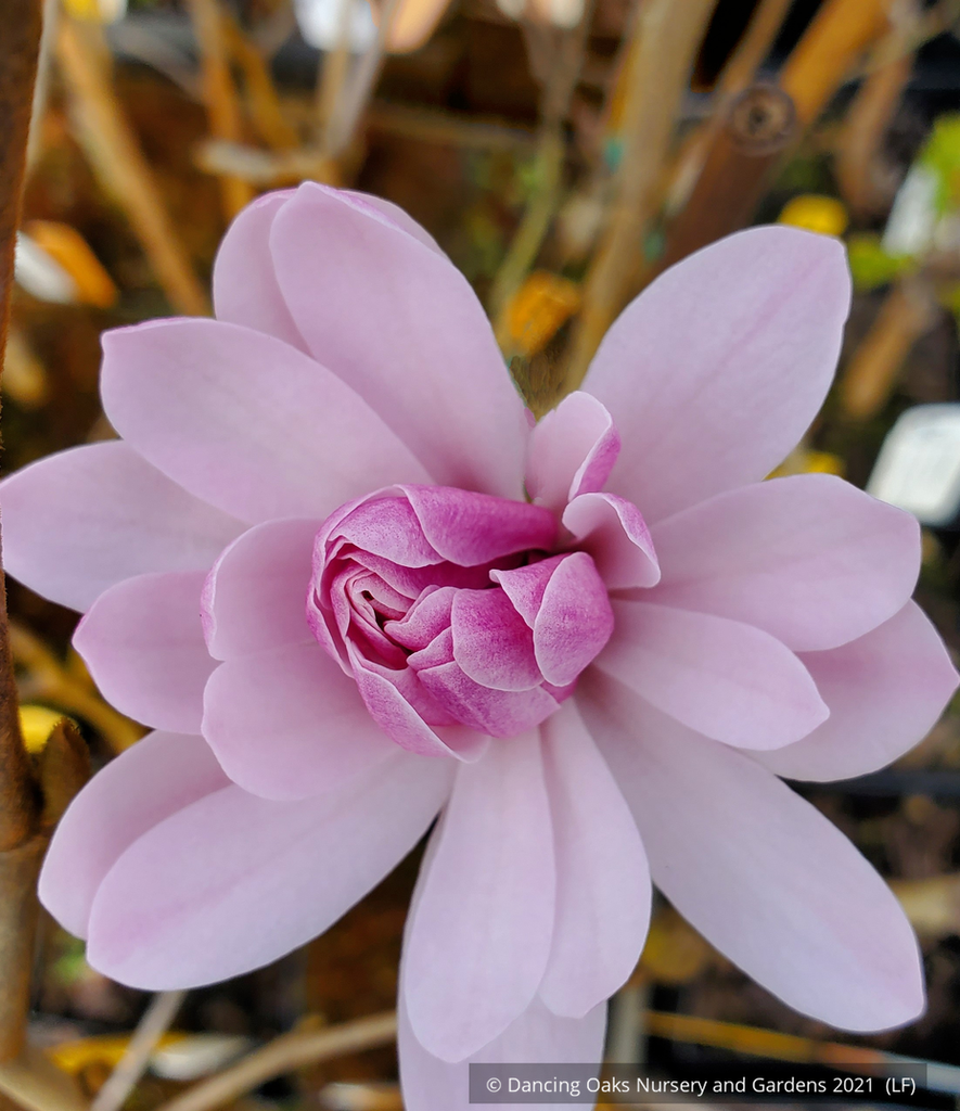 Magnolia stellata 'Jane Platt' (syn. Magnolia kobus var stellata