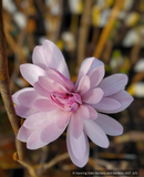 Trees ~ Magnolia stellata 'Jane Platt' (syn. kobus var stellata 'Jane Platt') ~ Dancing Oaks Nursery and Gardens ~ Retail Nursery ~ Mail Order Nursery