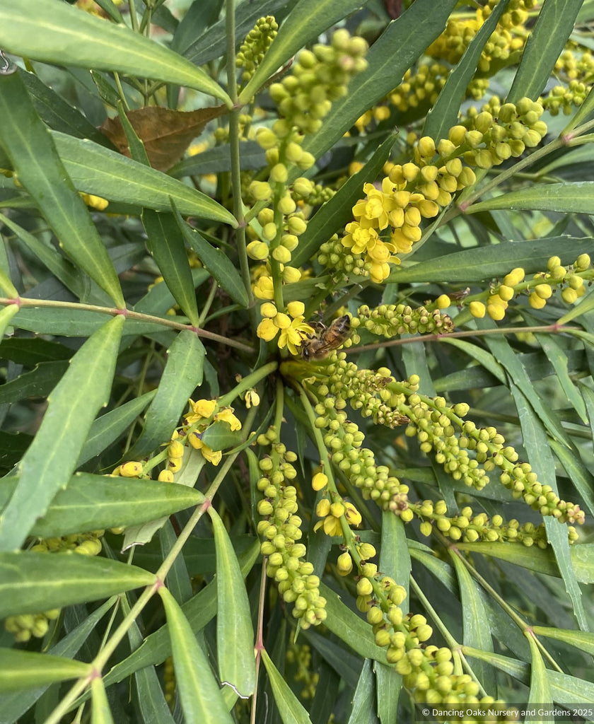 Mahonia eurybracteata subsp. ganpinensis 'Soft Caress' PP20183 – Dancing  Oaks Nursery and Gardens