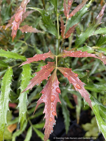 Shrubs ~ Mahonia fortunei 'Dan Hinkley', Chinese Mahonia ~ Dancing Oaks Nursery and Gardens ~ Retail Nursery ~ Mail Order Nursery