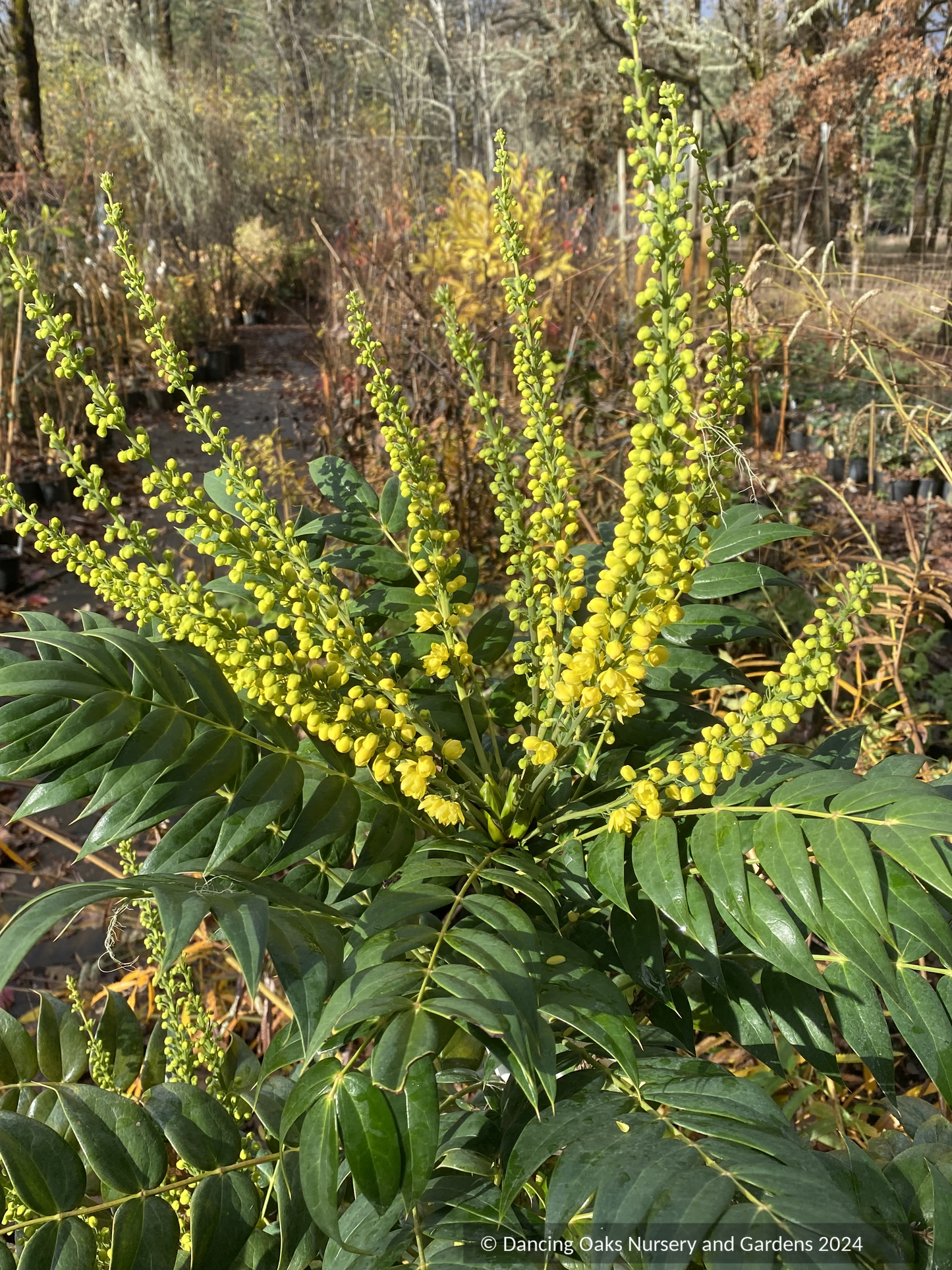 Shrubs ~ Mahonia x media 'Marvel' PP27425, Hybrid Mahonia ~ Dancing Oaks Nursery and Gardens ~ Retail Nursery ~ Mail Order Nursery