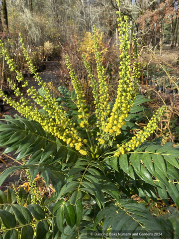 Shrubs ~ Mahonia x media 'Marvel' PP27425, Hybrid Mahonia ~ Dancing Oaks Nursery and Gardens ~ Retail Nursery ~ Mail Order Nursery