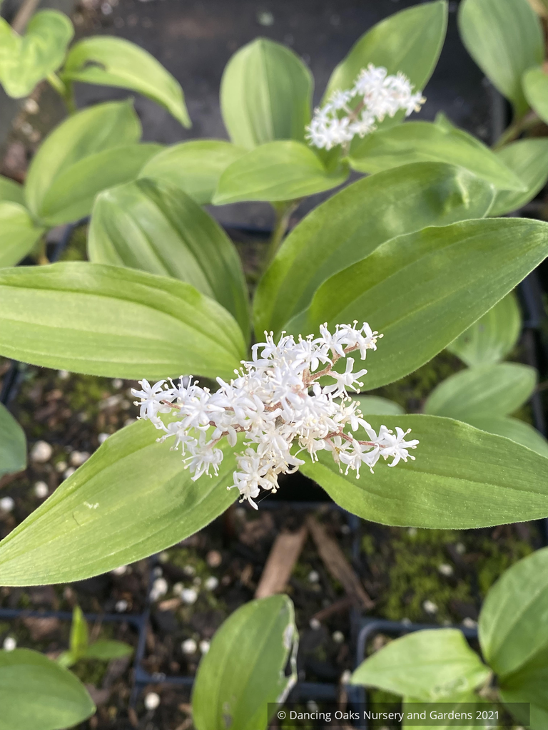 lily anthem flower Maianthemum japonicum (syn. Smilacena japonicum), Japanese False Solom –  Dancing Oaks Nursery and Gardens