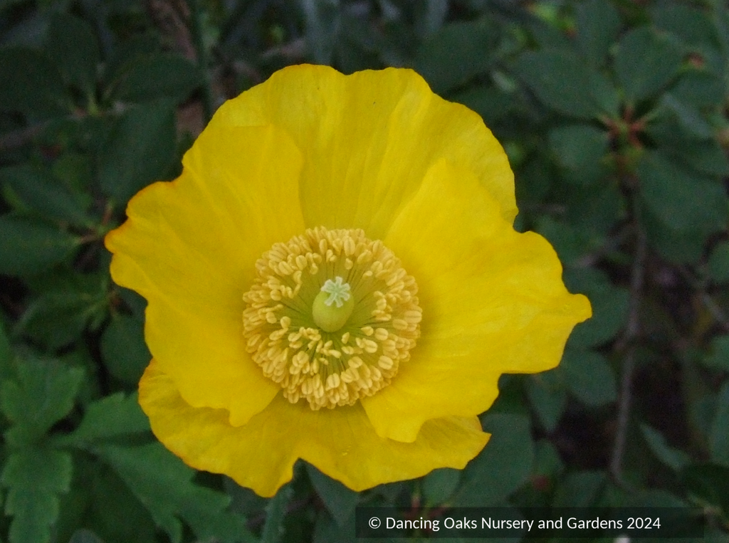 Papaver cambricum (syn. Meconopsis cambrica), Welsh Poppy