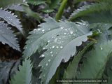 Perennials ~ Melianthus major 'Antonow's Blue', Honeybush ~ Dancing Oaks Nursery and Gardens ~ Retail Nursery ~ Mail Order Nursery
