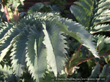 Melianthus major 'Antonow's Blue', Honeybush