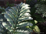 Perennials ~ Melianthus major 'Antonow's Blue', Honeybush ~ Dancing Oaks Nursery and Gardens ~ Retail Nursery ~ Mail Order Nursery