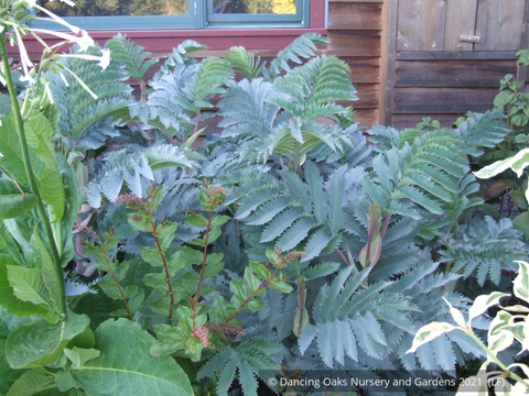 Perennials ~ Melianthus major 'Antonow's Blue', Honeybush ~ Dancing Oaks Nursery and Gardens ~ Retail Nursery ~ Mail Order Nursery