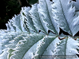 Melianthus major 'Antonow's Blue', Honeybush