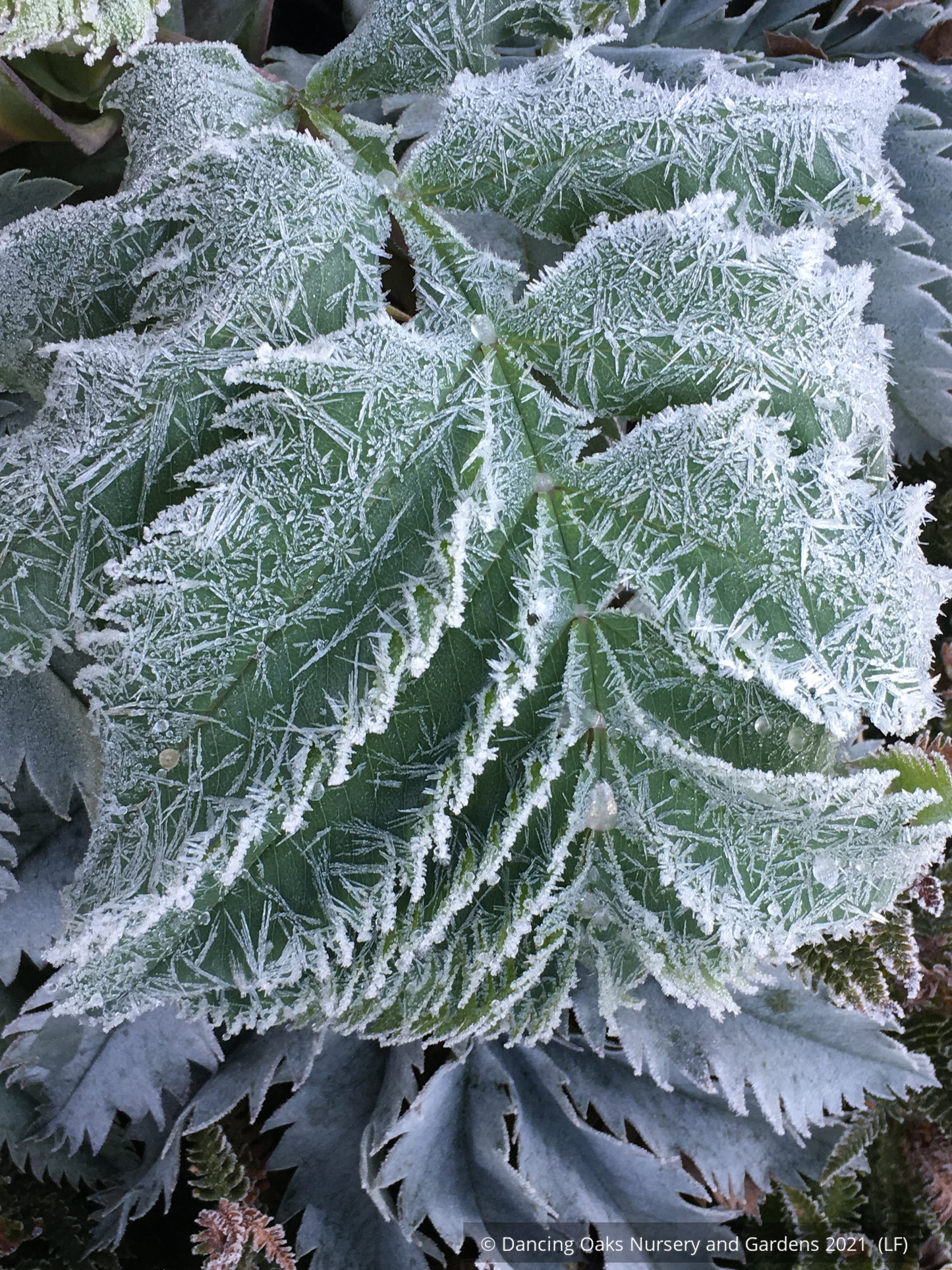 Melianthus major 'Antonow's Blue', Honeybush