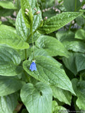 Perennials ~ Mertensia platyphylla, Broadleaf Bluebells ~ Dancing Oaks Nursery and Gardens ~ Retail Nursery ~ Mail Order Nursery