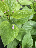 Perennials ~ Mertensia platyphylla, Broadleaf Bluebells ~ Dancing Oaks Nursery and Gardens ~ Retail Nursery ~ Mail Order Nursery