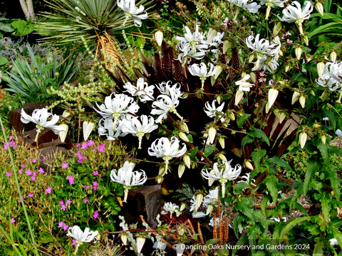 Biennials ~ Michauxia campanuloides (syn. tchihatchewii), Catherine Wheel Flower ~ Dancing Oaks Nursery and Gardens ~ Retail Nursery ~ Mail Order Nursery
