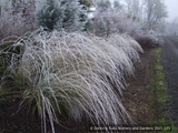 Grasses ~ Muhlenbergia rigens, Deer Grass ~ Dancing Oaks Nursery and Gardens ~ Retail Nursery ~ Mail Order Nursery