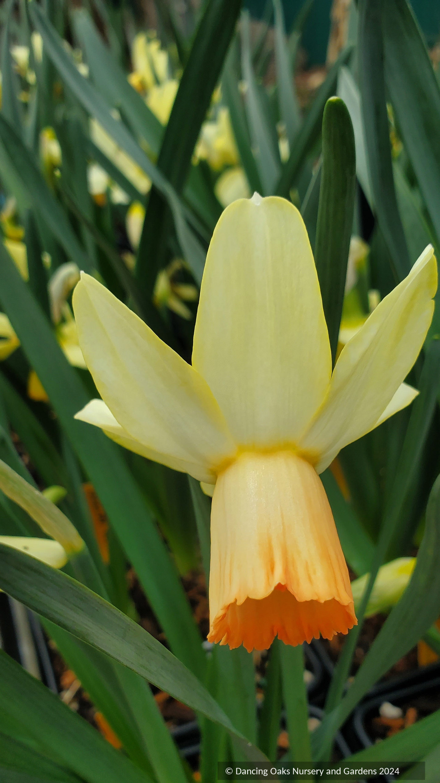 Narcissus 'Clarice', Cyclamineus Daffodil