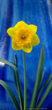 Bulbs & Tubers ~ Narcissus 'Ferris Wheel', Large-cupped Daffodil ~ Dancing Oaks Nursery and Gardens ~ Retail Nursery ~ Mail Order Nursery