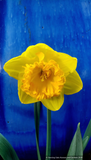 Bulbs & Tubers ~ Narcissus 'Ferris Wheel', Large-cupped Daffodil ~ Dancing Oaks Nursery and Gardens ~ Retail Nursery ~ Mail Order Nursery