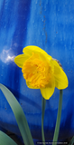Bulbs & Tubers ~ Narcissus 'Ferris Wheel', Large-cupped Daffodil ~ Dancing Oaks Nursery and Gardens ~ Retail Nursery ~ Mail Order Nursery