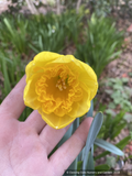 Bulbs & Tubers ~ Narcissus 'Ferris Wheel', Large-cupped Daffodil ~ Dancing Oaks Nursery and Gardens ~ Retail Nursery ~ Mail Order Nursery