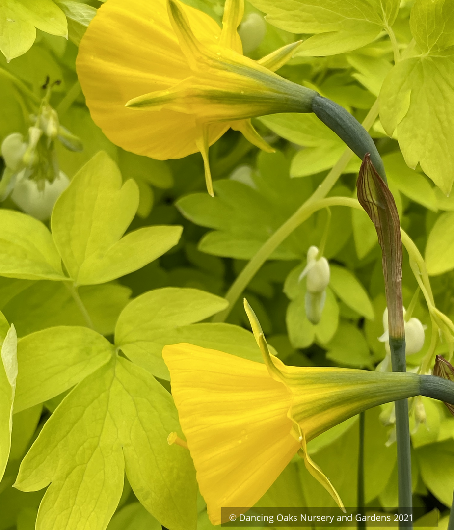 Narcissus 'Oxford Gold', Hoop Petticoat Daffadil
