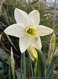Bulbs & Tubers ~ Narcissus 'Polar Hunter', Daffadil ~ Dancing Oaks Nursery and Gardens ~ Retail Nursery ~ Mail Order Nursery
