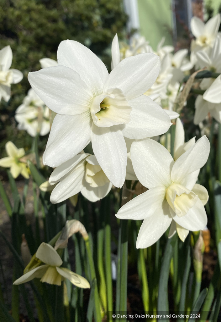 Narcissus 'Polar Hunter', Daffodil – Dancing Oaks Nursery