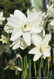 Bulbs & Tubers ~ Narcissus 'Polar Hunter', Daffadil ~ Dancing Oaks Nursery and Gardens ~ Retail Nursery ~ Mail Order Nursery