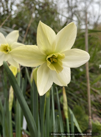 Bulbs & Tubers ~ Narcissus 'Polar Hunter', Daffadil ~ Dancing Oaks Nursery and Gardens ~ Retail Nursery ~ Mail Order Nursery