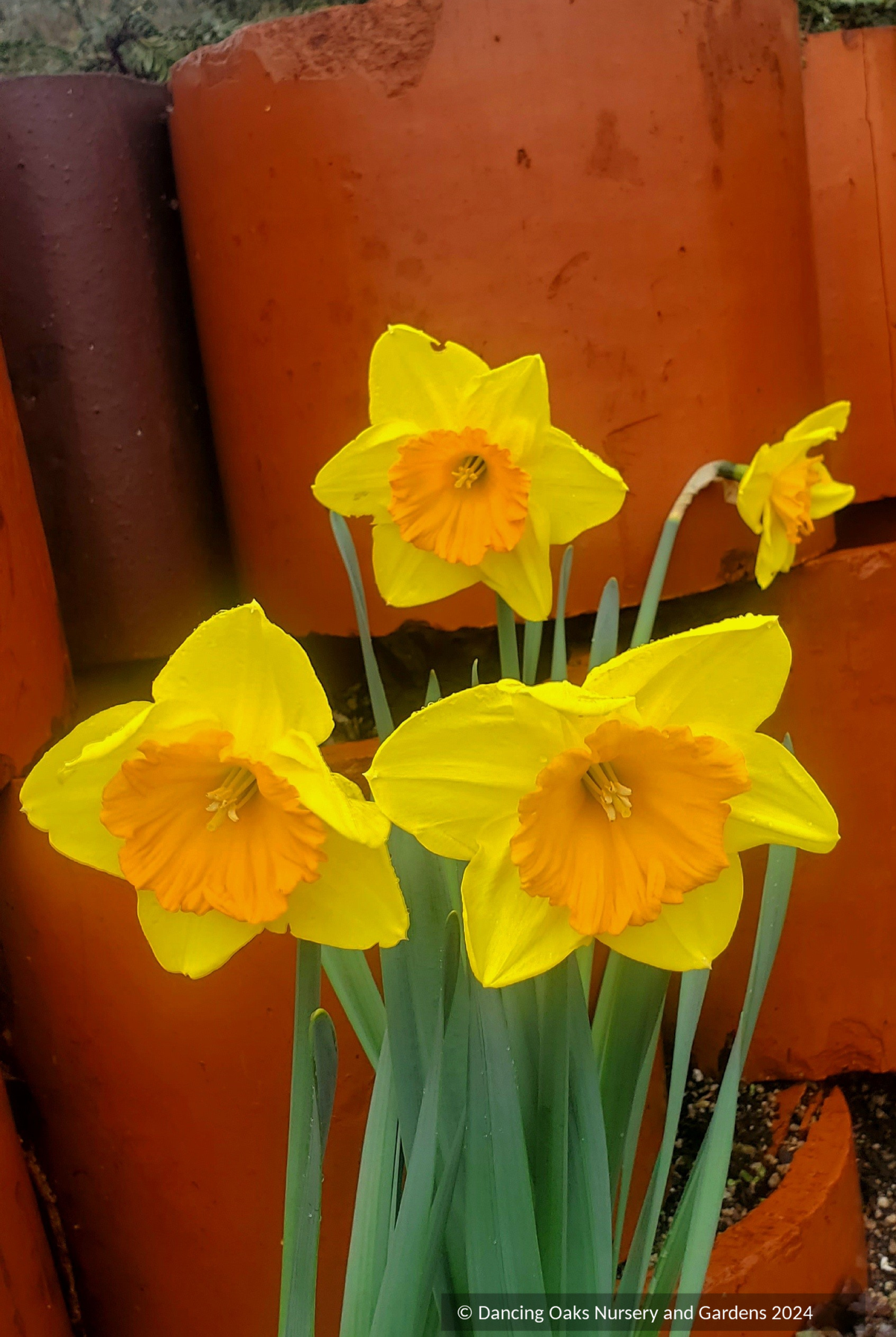Bulbs & Tubers ~ Narcissus 'Pride of Lions', Large-cupped Daffodil ~ Dancing Oaks Nursery and Gardens ~ Retail Nursery ~ Mail Order Nursery