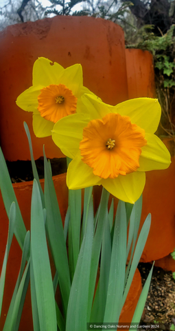 Bulbs & Tubers ~ Narcissus 'Pride of Lions', Large-cupped Daffodil ~ Dancing Oaks Nursery and Gardens ~ Retail Nursery ~ Mail Order Nursery