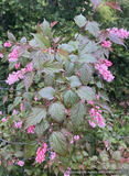 Neillia sinensis,  Chinese neillia