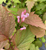 Shrubs ~ Neillia sinensis, Chinese neillia ~ Dancing Oaks Nursery and Gardens ~ Retail Nursery ~ Mail Order Nursery