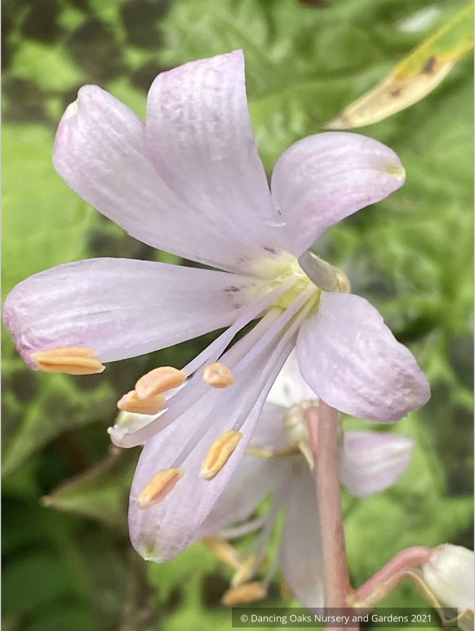Bulbs & Tubers ~ Notholirion thomsonianum~Rosy Himalayan Lily ~ Dancing Oaks Nursery and Gardens ~ Retail Nursery ~ Mail Order Nursery