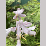 Bulbs & Tubers ~ Notholirion thomsonianum~Rosy Himalayan Lily ~ Dancing Oaks Nursery and Gardens ~ Retail Nursery ~ Mail Order Nursery