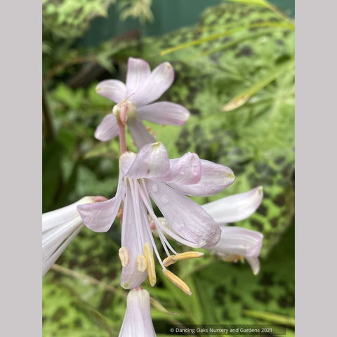 Bulbs & Tubers ~ Notholirion thomsonianum~Rosy Himalayan Lily ~ Dancing Oaks Nursery and Gardens ~ Retail Nursery ~ Mail Order Nursery