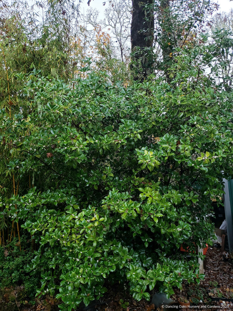 Osmanthus fragrans, Tea Olive, Sweet Olive – Dancing Oaks Nursery