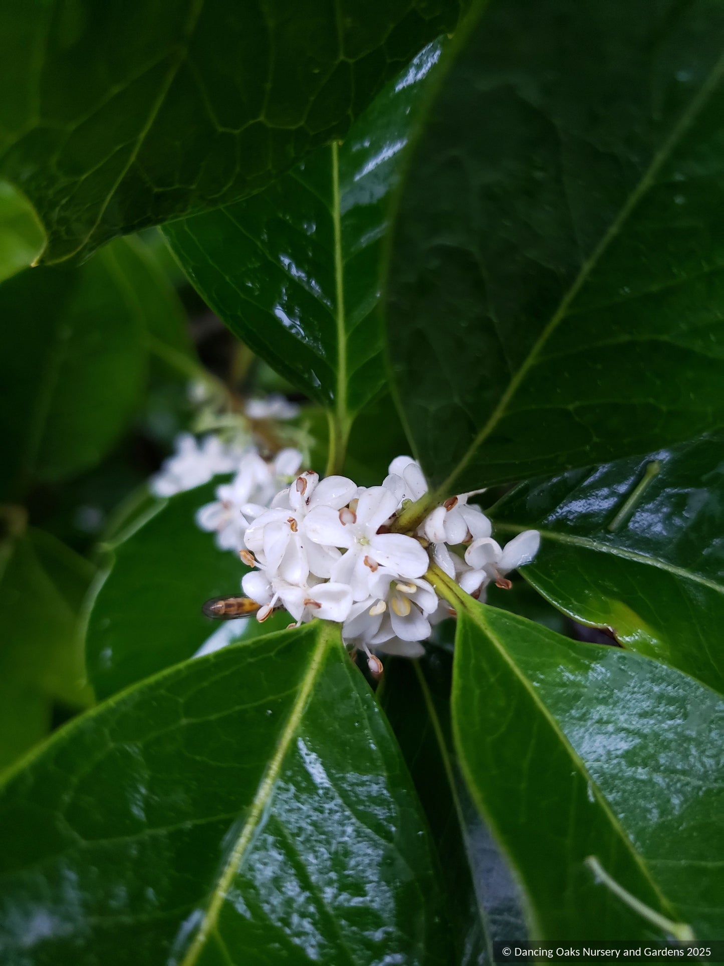Shrubs ~ Osmanthus fragrans, Tea Olive, Sweet Olive ~ Dancing Oaks Nursery and Gardens ~ Retail Nursery ~ Mail Order Nursery