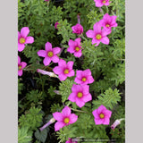 Oxalis hirta, Trailing Oxalis